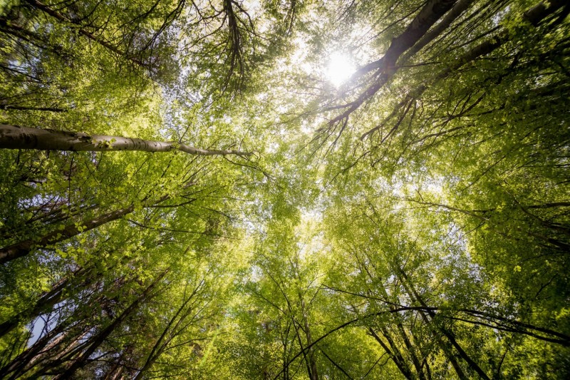 I server green per ridurre l'impatto ambientale del proprio sito web
